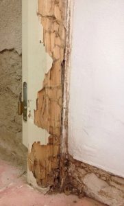 Termitas plaga de la madera como eliminarlas, Termitas Girona Conplag