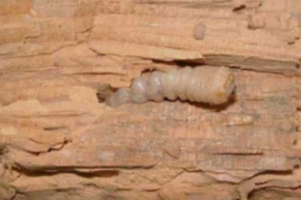 Larva de carcoma en madera Barcelona Termitas