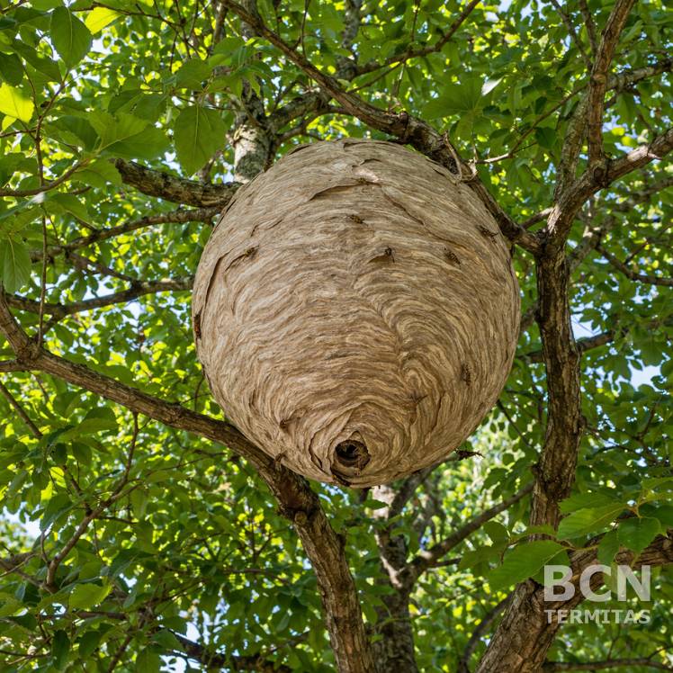 Nidos de Avispas en Primavera_ Elimínalos Ahora Antes del Verano NIDO GRANDE EN ÁRBOL