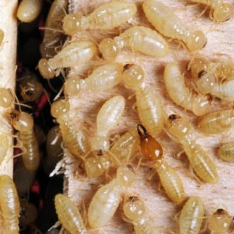 Termitas en Primavera Qué Hacer si Viste Termitas Aladas en tu Segunda Residencia - Barcelona Termitas