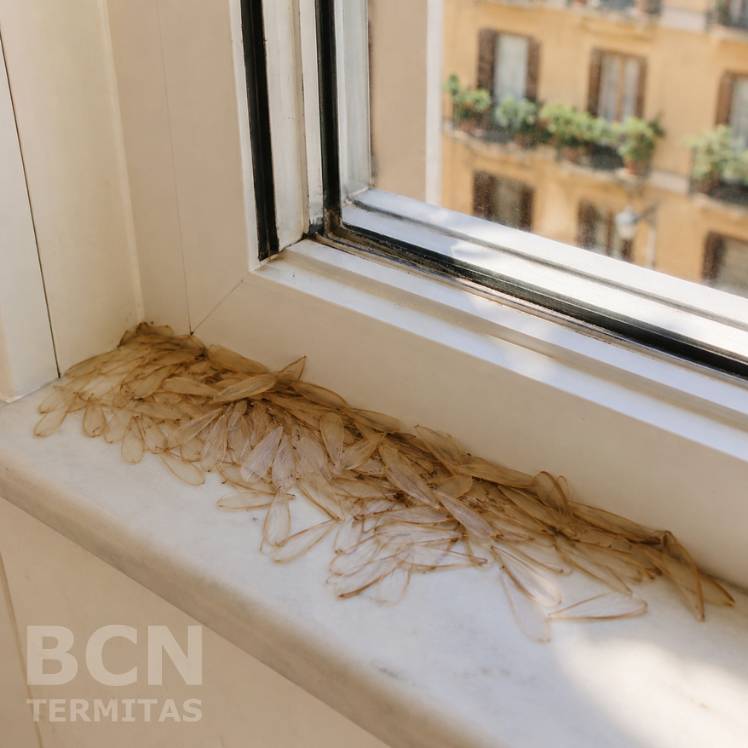 Vuelo Nupcial de Termitas en Barcelona_ Qué Hacer si Viste Alas en Casa - ALAS DE TERMITAS ACUMULADAS EN VENTANA