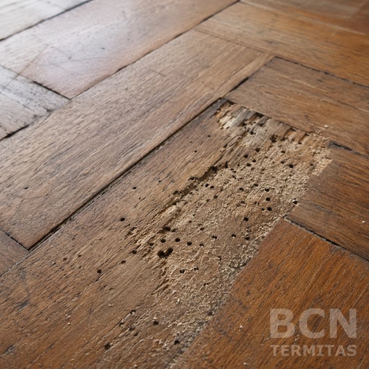 Esos agujeros pequeños no son tan pequeños - Parquet Dañado por Carcoma_ De Agujeros Invisibles a Suelo Restaurado en 5 Días