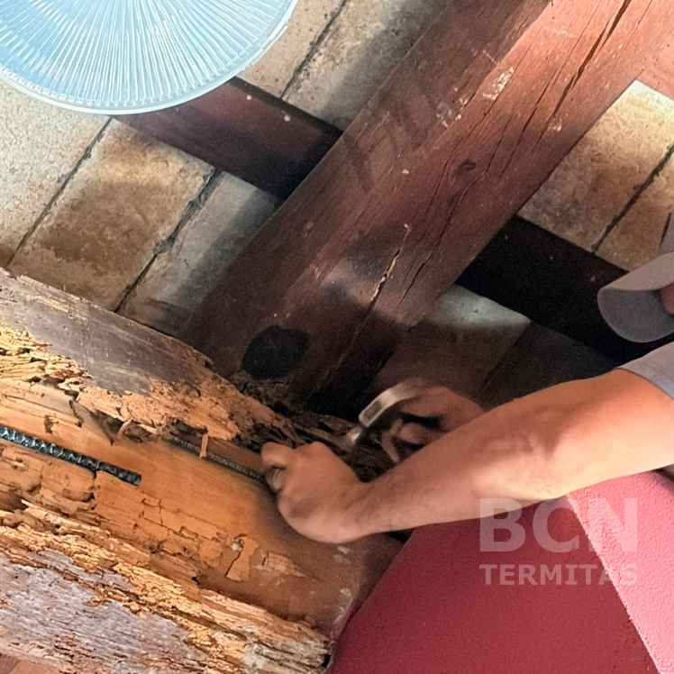 Tecnico Saneando Viga Madera Termitas Reparacion - Barcelona Termitas