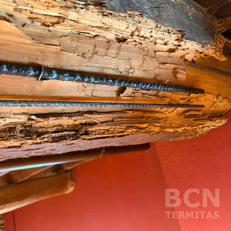 Varillas Refuerzo Viga Madera Termitas Sistema Beta - Barcelona Termitas