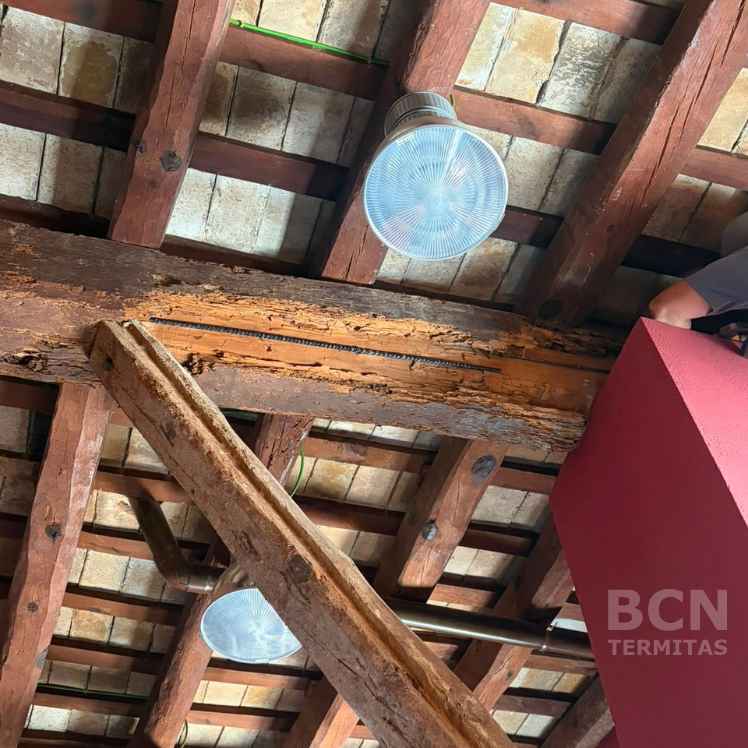 Viga Madera Dañada Termitas Techo Costa Brava - Barcelona Termitas