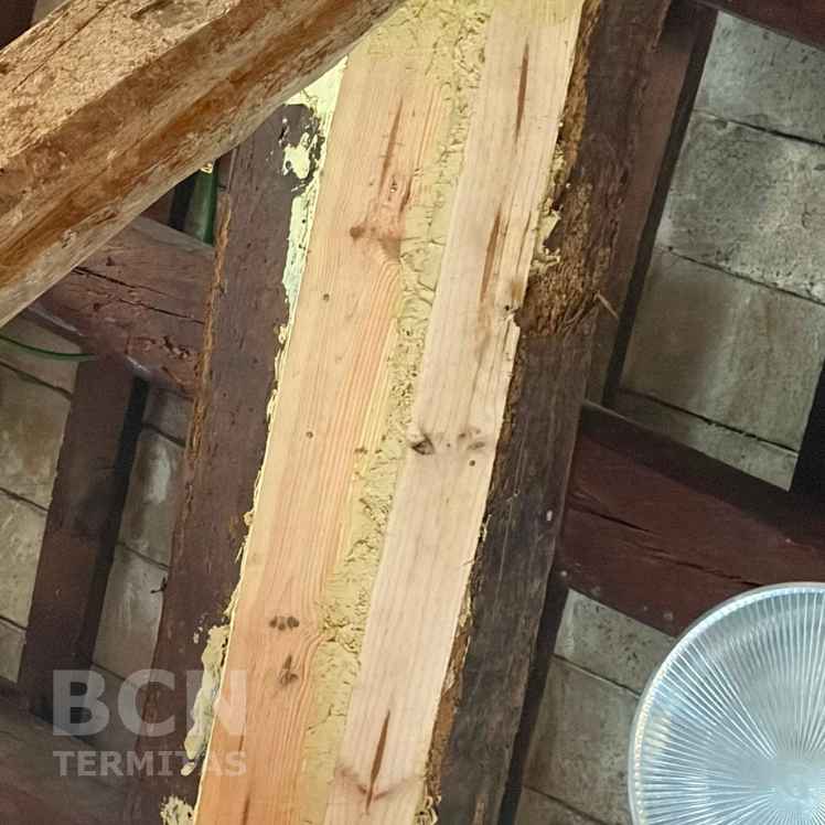 Viga Madera Reparada Termitas Sistema Beta Costa Brava - Barcelona Termitas